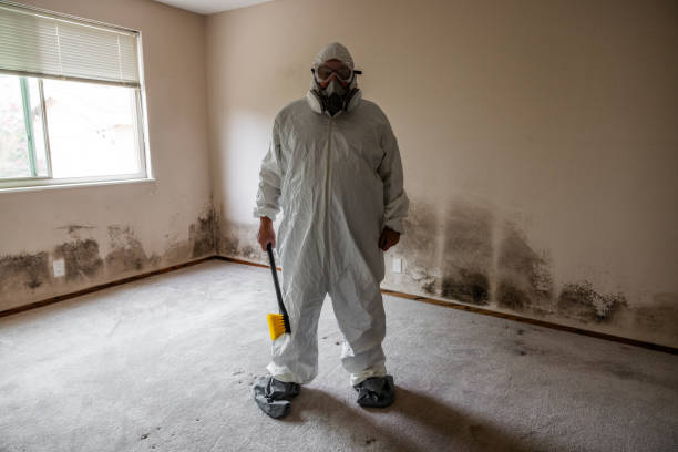 Best Mold Odor Removal Services  in Maine, WI